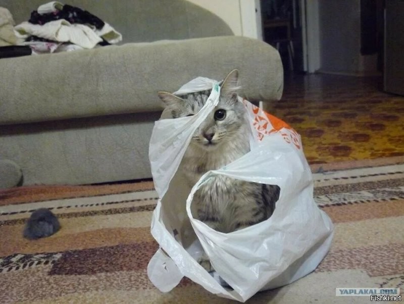 Солянка от 31.08.2020