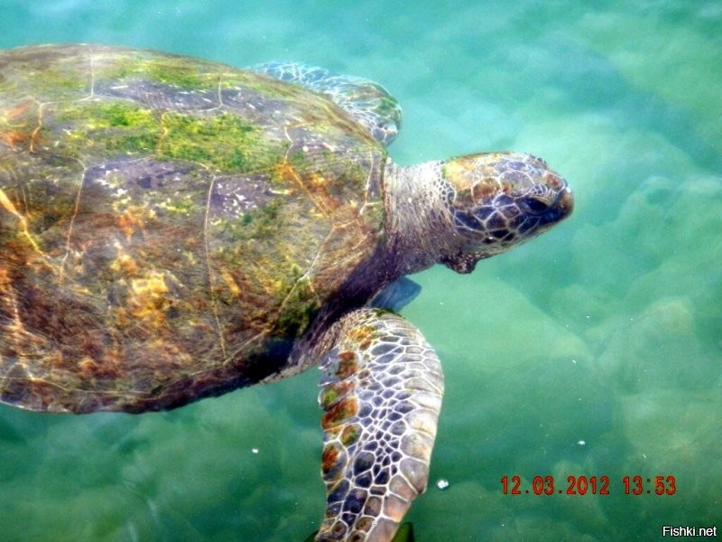 Такое ощущение, что счас Тортилла приплывет...