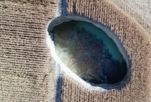 Прикольно, сажали кукурузу, а выросла пшеница.