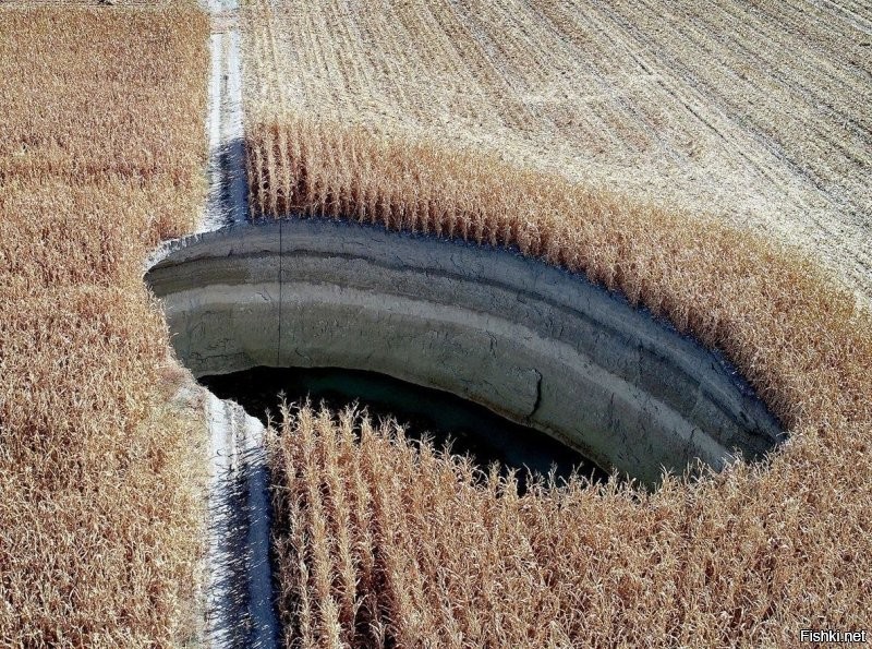 А это точно пшеничное поле?