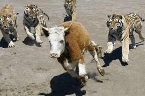 Допустим, песец...