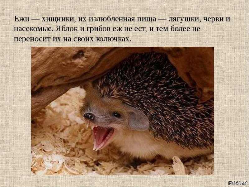 я тебе контрольный принес
