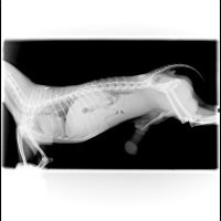 16 удивительных рентгеновских снимков