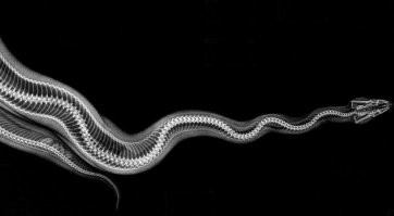 16 удивительных рентгеновских снимков