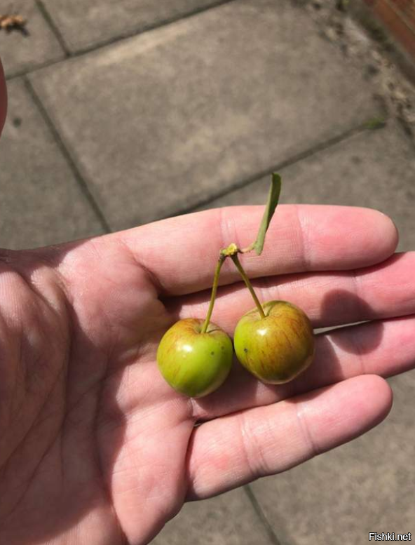 Затихарился он, ревизия в колхозе, смотрите какие отчёты в район отправлял по урожаю.