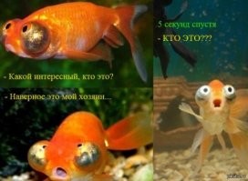 Прикольные и смешные картинки