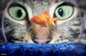 Прикольные и смешные картинки