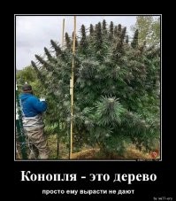 Дайсуги — уникальная японская техника выращивания деревьев