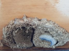 Обнаружил у себя на балконе в нижней части тумбы, которая осталась там еще от прежних жильцов...