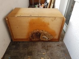 Обнаружил у себя на балконе в нижней части тумбы, которая осталась там еще от прежних жильцов...