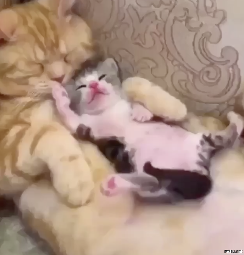 Солянка от 01.09.2020