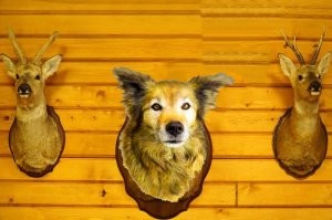 Какая то ассоциация на первом фото нехорошая )