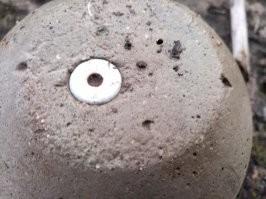 Кто знает, что это? 
Найдено на территории воинской части.