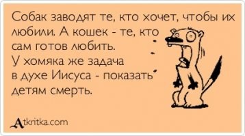 Кошки против собак: шуточная битва