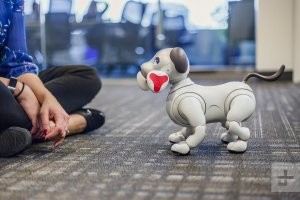 TOP-1. Лучшая порода для содержания в квартире: Aibo