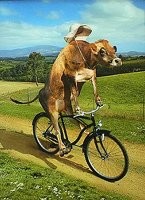 Прикольные и смешные картинки