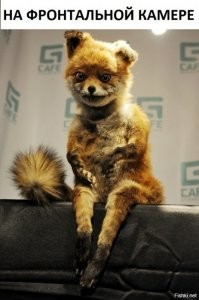 Это словарный запас данной лисы???