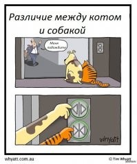 Кошки против собак: шуточная битва