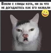 Кошки против собак: шуточная битва
