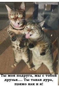 Кошки против собак: шуточная битва