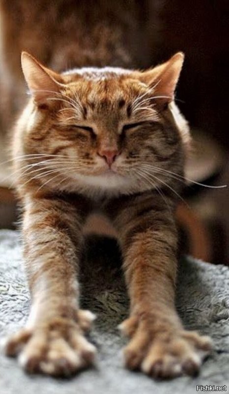 Нет , лапки ...