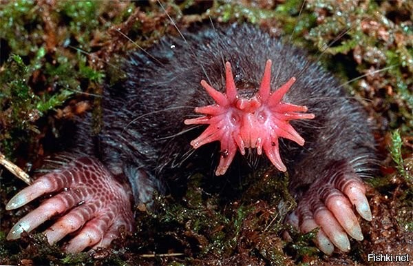 Солянка от 03.09.2020