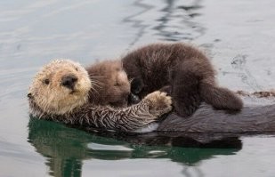 Если что, то это я с женой. Я сверху. Когда прибухну.