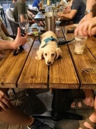 Люди свиньи.....