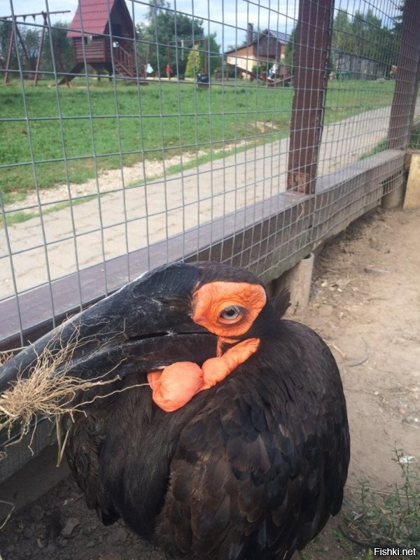 Солянка от 04.09.2020