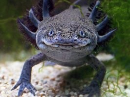 Не ищите здесь смысл. Здесь в основном маразм