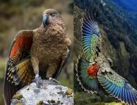 А это кто? Попугай, "косящий" под орла или орёл притворяющийся попугаем?