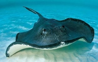 Не ищите здесь смысл. Здесь в основном маразм