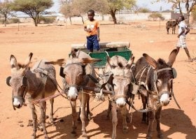 Петербург к 2022 году перейдет на новую, экологичную транспортную модель обслуживания. Около 1,5 тысяч единиц экологически чистого общественного транспорта появится на дорогах города уже в 2021 году. Кроме того, что такой транспорт не наносит ощутимый вред окружающей среде, он также бесшумный и не привередливый в техобслуживании.

К сожалению, транспорт оставляет кучи навоза и лужи мочи после себя на улицах культурной столицы. Но зато это экологично и совсем не вредно.