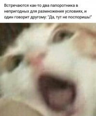 Экспериментальный юмор в формате "Каламбур", который сначала запутает, а потом рассмешит