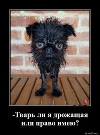 Тварь дрожащая я или право имею?
Все тут твари, потому и имеют право.