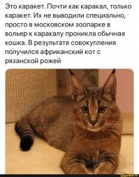 Прикольные и смешные картинки