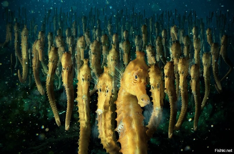 Малоротая макропинна (рыба с прозрачной головой)