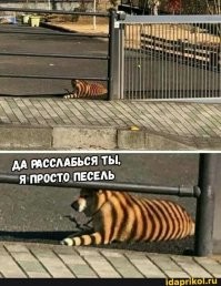 Защитники животных в ярости: кто-то раскрасил бездомного пса под тигра