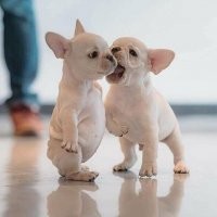 Умора..) К этой можно тонну разных комментов из жизни подписать, на мем тянет)