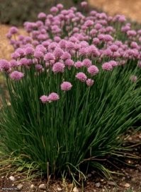 1. Укроп
2. Лук