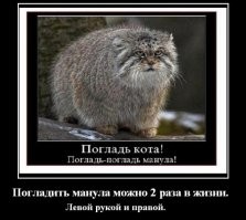 Манулы