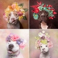 Есть такой фотограф Sophie Gamand, она волонтёр в различных приютах и с 2011 года пытается пристроить брошенных домашних животных в хорошие руки. Именно потому что питбуль считается злой собакой, она сделала фотопроект Pit Bull Flower Power с приютскими питбулями, после которого многие перестали предвзято относится к этим собакам. 

Тот случай, когда фотограф не просто несёт светлое и прекрасное, а реально помогает тем, кто в этом нуждается больше всего. Очень много животных обрели тёплый дом и добрых хозяев именно благодаря ей.