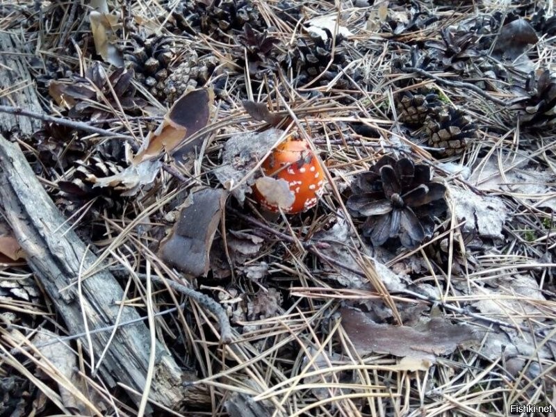 Фото, к сожалению, не моё