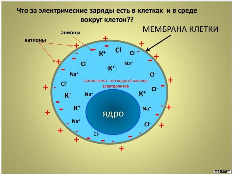 Весь организм