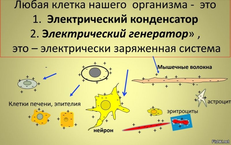 Весь организм