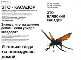 Тарантуловый ястреб