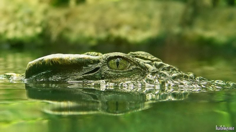 Оксане посвящается