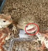 В кругу друзей эплом не щёлкай!