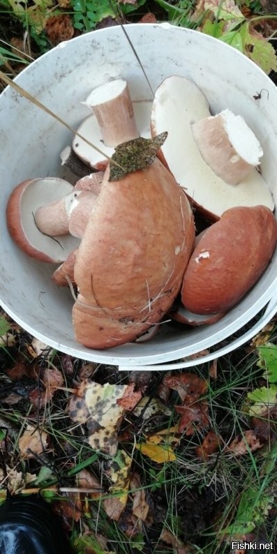 И это правильно! Я тоже сегодня сходил в ближайший лесок)