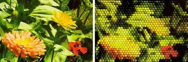 А еще можно было учесть, что у кузнечика фасеточные глаза и рисунок разбить на соответствующую сетку